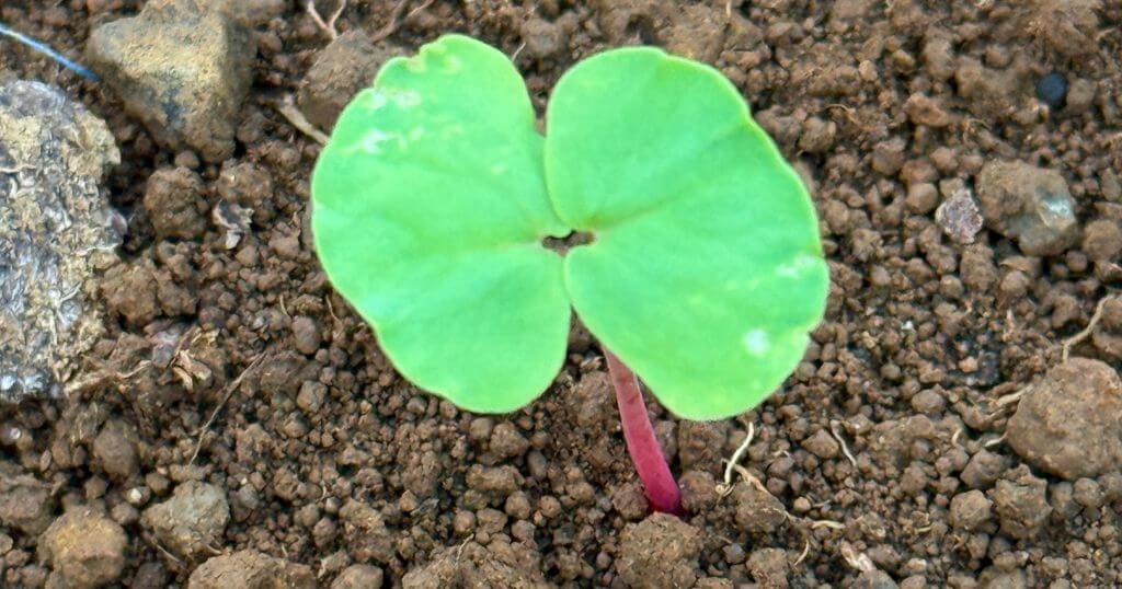 蕎麦の種蒔き後、芽が出た写真