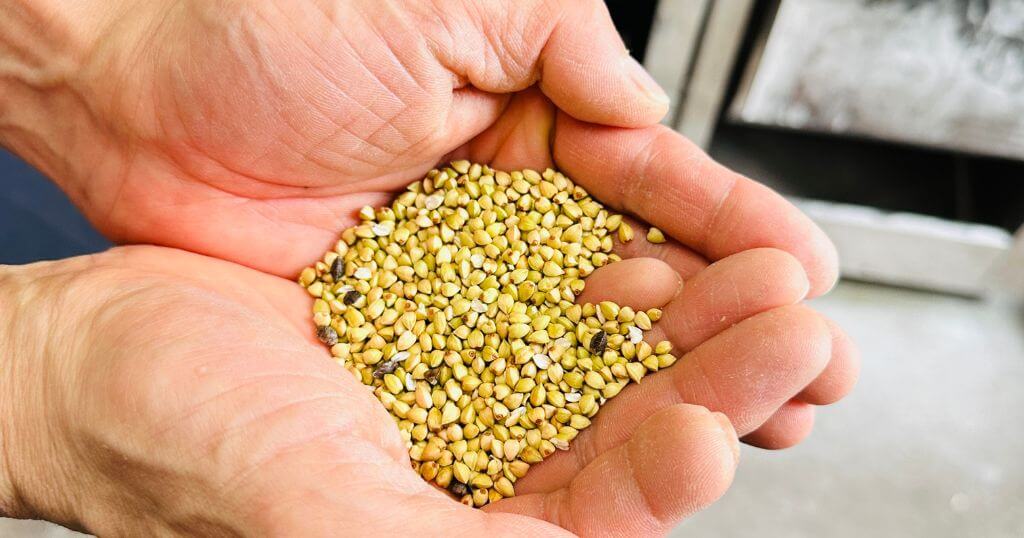 殻を剥いた蕎麦の実